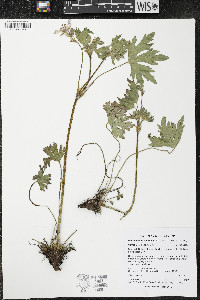 Geranium viscosissimum image