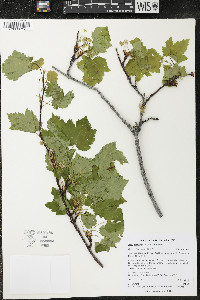 Acer glabrum image