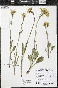 Senecio integerrimus var. exaltatus image