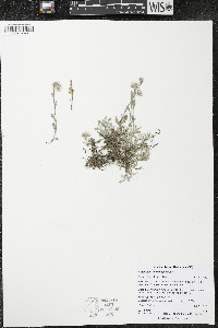 Antennaria microphylla image