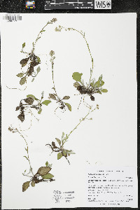Antennaria racemosa image