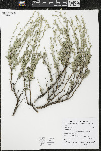 Artemisia arbuscula image