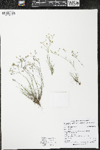 Eremogone kingii var. glabrescens image