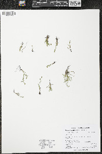 Plagiobothrys stipitatus image