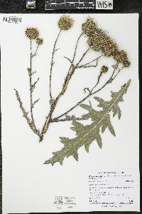 Cirsium cymosum image