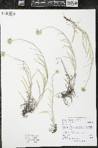 Antennaria luzuloides image