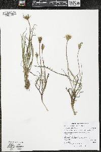 Microseris nutans image