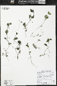 Nemophila parviflora image