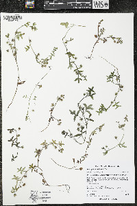 Nemophila breviflora image