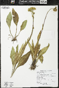 Senecio hydrophiloides image