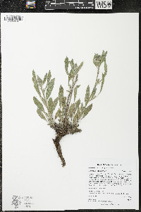 Phacelia hastata image