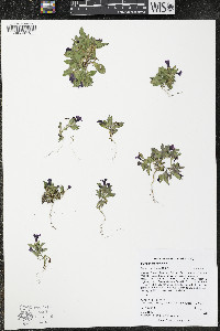 Sisymbrium altissimum image