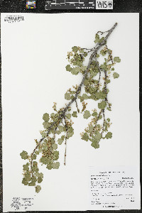 Ribes viscosissimum image