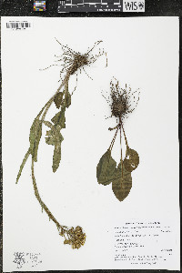Senecio integerrimus var. exaltatus image