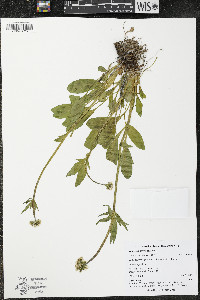 Valeriana sitchensis image