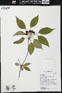 Viburnum lentago image