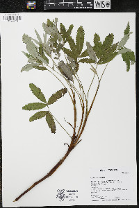 Comarum palustre image