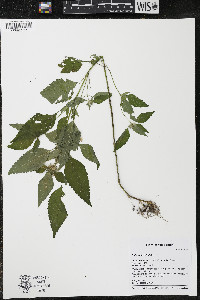 Galeopsis tetrahit image