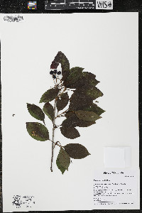 Viburnum lentago image