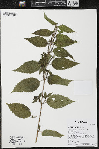 Image Associated With the Occurence