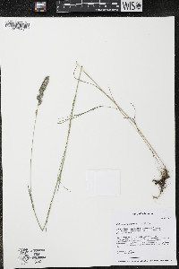 Muhlenbergia glomerata image