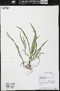 Carex hirtifolia image