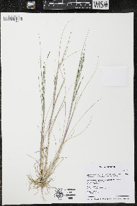 Diplachne fusca subsp. fascicularis image