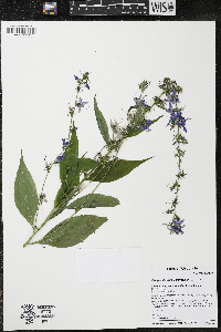 Campanulastrum americanum image