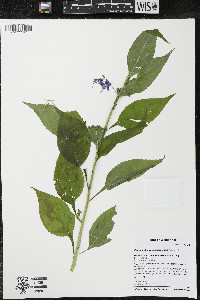 Campanulastrum americanum image