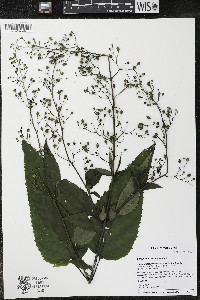 Scrophularia marilandica image