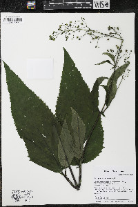 Scrophularia marilandica image