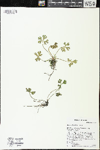 Ranunculus flabellaris image