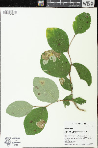 Dirca palustris image