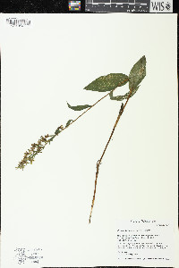 Epipactis helleborine image