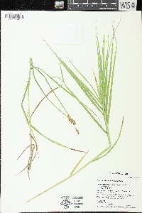 Carex muskingumensis image