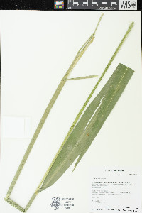 Zizania aquatica image