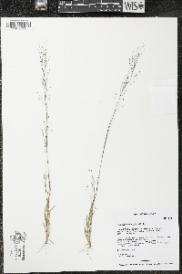 Panicum flexile image