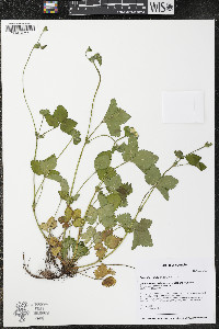 Potentilla indica image