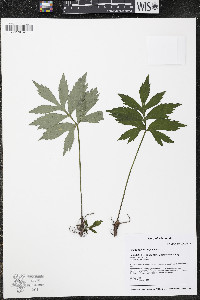 Hydrophyllum virginianum image