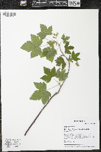 Ribes americanum image