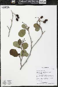 Alnus glutinosa image