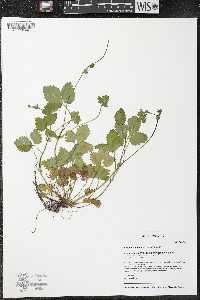 Potentilla indica image