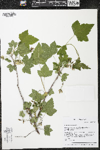 Ribes americanum image