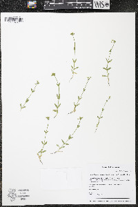 Cerastium brachypodum image