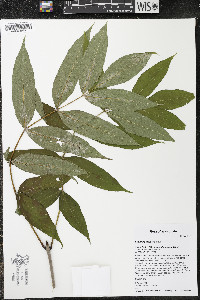 Fraxinus nigra image