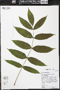 Fraxinus nigra image