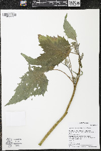 Cyclachaena xanthiifolia image