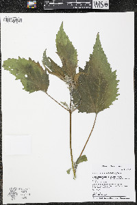 Cyclachaena xanthiifolia image