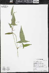 Persicaria arifolia image