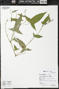 Persicaria arifolia image